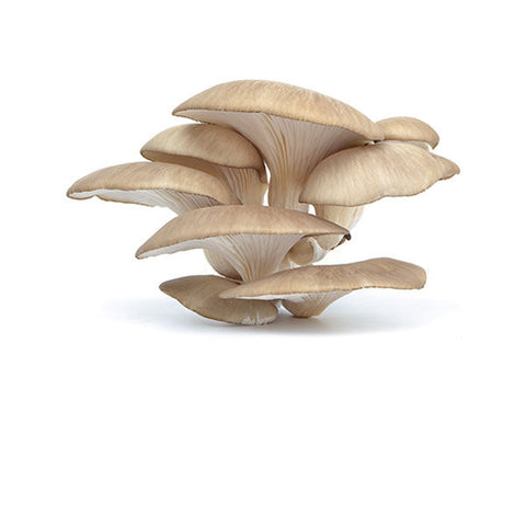 Funghi Pleurotus Sfiandrine