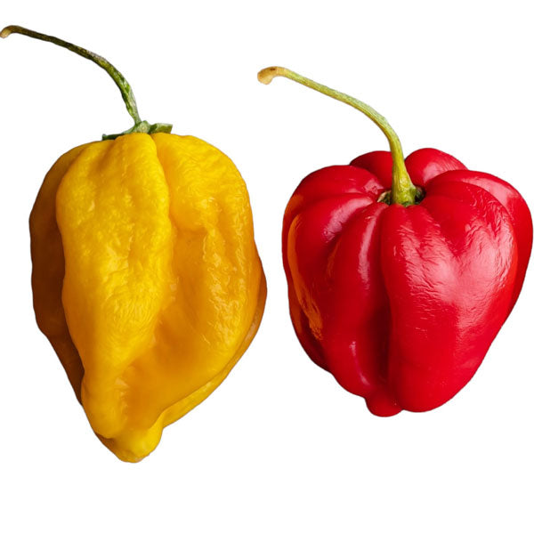Confezione di peperoncino piccante habanero giallo e rosso da 75 gr