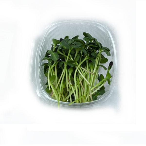 Microgreen Girasole micro-ortaggi